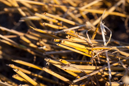 stubble details of wheat left on the field after harvest of cereals, close-up on an agricultural...