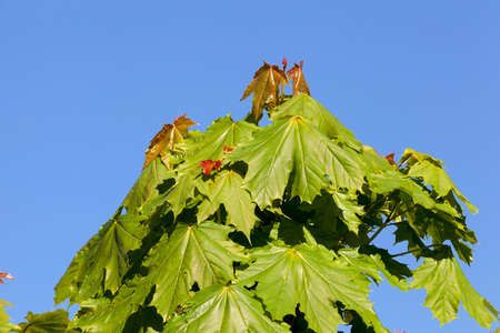 the top of a young maple tree on which begin to grow red leaves, closeup against a blue sky in the springの写真素材