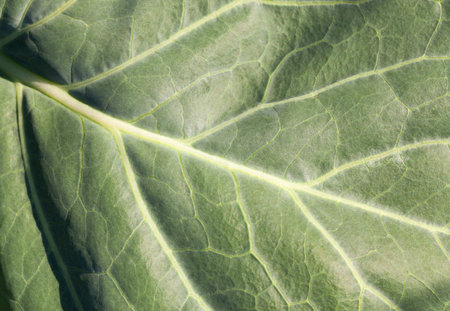 structure of a young green cabbage leaf on the field, closeup photo