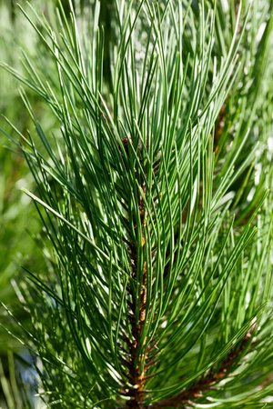 long thin needles of pine green on top of branches, closeup