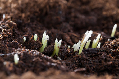 Wheat germs, recently sprouted from grains, covered with drops of water, closeup in the springの写真素材