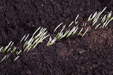 one row of new rye shoots in the field, a view of the soil and plants from above, a closeup