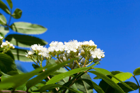 Shrub with green foliage and white flowers, some of them in closed buds, close-up against a blue sky...