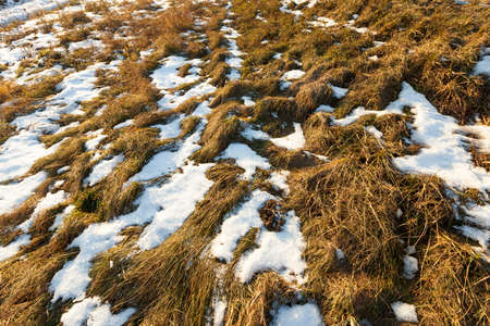 partially covered with dry grass with snow in the agricultural field. Photographed close up.の写真素材