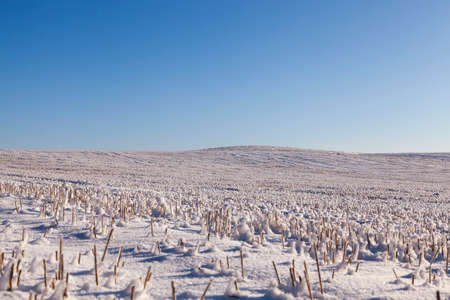field on which the wheat harvest was harvested and on the sharp stems lie the snowballs. Crystals of ice are visible. Photo taken with blue sky in the backgroundの写真素材
