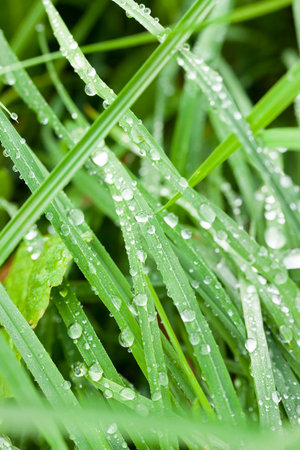 green grass after the rain, covered with drops of water, closeup