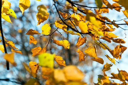 yellowed and bright sunlight illuminated linden foliage in the autumn season. Photo taken closeup....