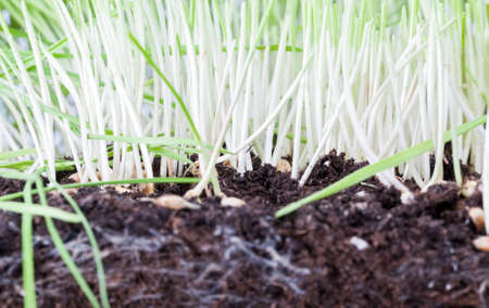 cut young green wheat growing in the soil on the field, close-up in the spring seasonの写真素材