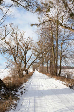 series of bare trees, which grow mistletoe in the winter season. Between the trees there is a country road. Photographed against a blue skyの写真素材