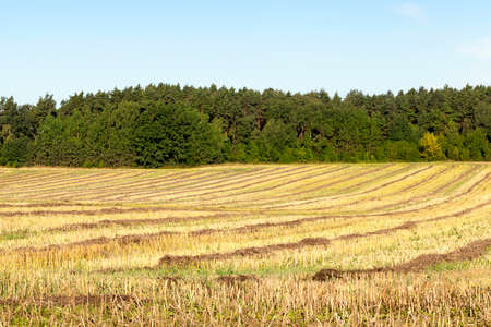 flat rows of straw rapeseed in the summer season after harvesting plants, landscapeの写真素材