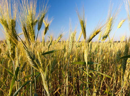 green yellow rye on a background of blue sky, the plant began to ripen and dry in the summer seasonの写真素材