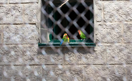 the green and yellow parrots in the zoo cage, close-upの写真素材