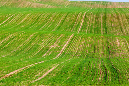 a hilly wavy field with growing green sprouts of wheat, a landscape in late summer or early autumn,...