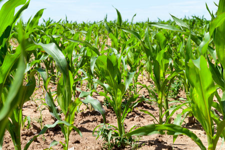young green corn with a big harvest in the spring season, agricultural landscape