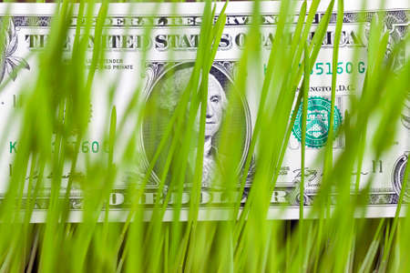 lying among the sprouted barley or other cereal one American dollar, close-up, focus on a dollar billの写真素材