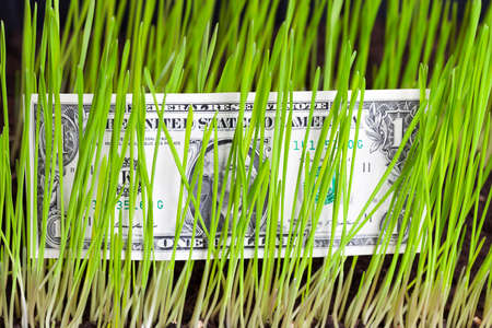 one American dollar lying behind or between the green stalks of wheat and grass, closeupの写真素材