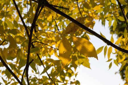 yellow ash foliage in the autumn season in the city park, closeupの写真素材