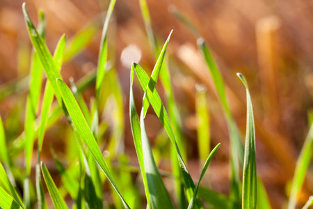 young green wheat on a background of orange straw close-up, spring or summer time of the year,