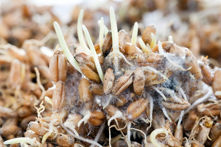 moldy and fungus-covered wheat grain, which began to germinate, close-up
