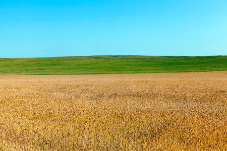 Landscape with green and yellow plants in a field where agricultural plants are grown