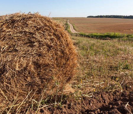 a stack of straw harvested from straw rapeseed during the harvesting of the oil culture, summer...