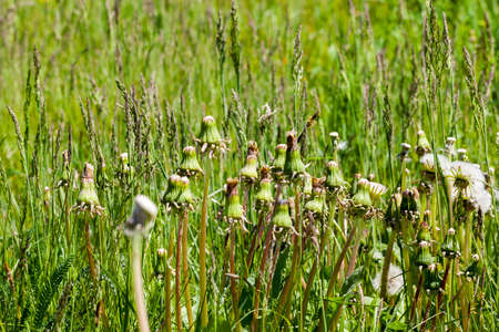 closed dandelion flowers that will soon become white balls and spread around the seeds, close-up in the springの写真素材