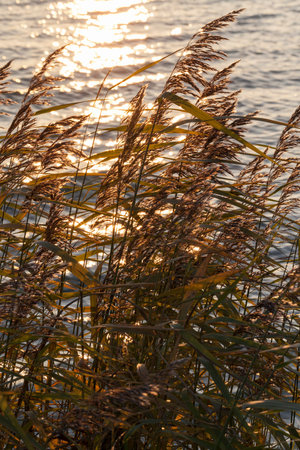 growing on the river bank dry grass in the autumn season, colorful sky during sunset, closeup