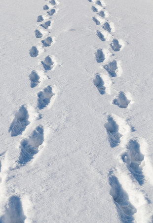 deep traces of two people in snowdrifts in winter, closeup