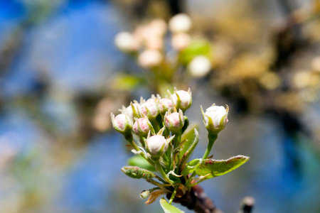 closed buds of an apple tree before the beginning of flowering in the spring season, apple growing in a fruit garden, closeupの写真素材