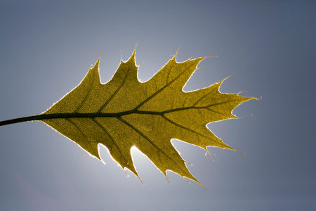 one whole leaf of an oak tree against a blue sky and sunlit illuminated from behind, closeup photo of spring in natureの写真素材