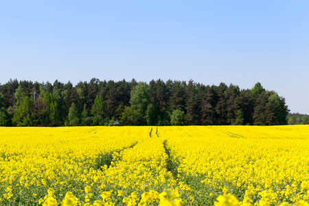 full field of flowering rape, used to produce alternative types of fuel for transport, spring landscapeの写真素材
