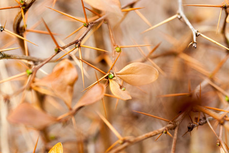 branches of a plant with sharp spines and green buds, ready to start growing in early spring, warming in nature, closeupの写真素材