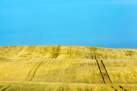 autumn or summer landscape with an agricultural field with cereals that are ripe and ready for...