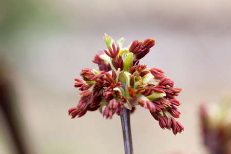 red flowers on tree branches in the spring, close-up photo with details of flowering plants, closeupの写真素材