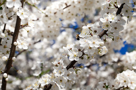 white petals of cherries during flowering, photo close-up in fruit garden, blue sky in clear sunny...