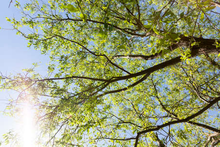 sunlit deciduous tree in spring, plant details against the blue sky and bright sunlight from the sideの写真素材