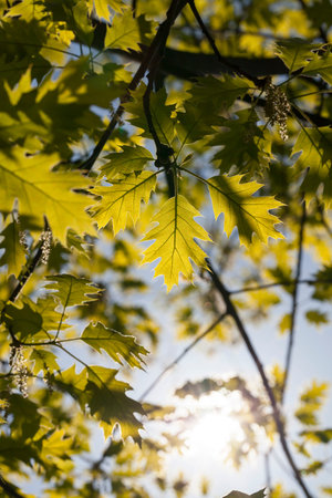 dark and bright sunlight shining oak foliage during spring flowering, closeup