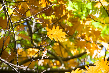 green, orange oak foliage in autumn, color change before falling to the ground, closeup