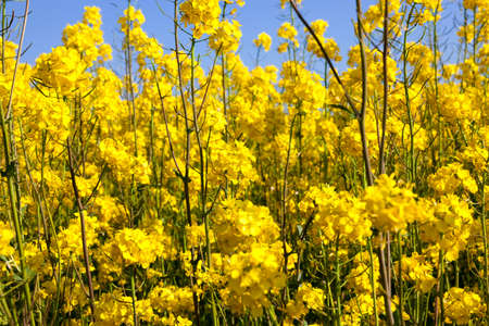 large amount of yellow rapeseed in the field, used for obtaining oil and alternative fuels, closeup of springの写真素材