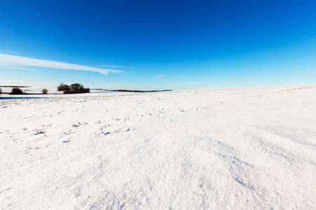 rural field covered in snow during the winter, Uneven surface, there is a hill, On the outskirts of the field trees, Against the background of the blue sky, the horizon is visible,の写真素材