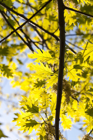 close-up of a beautiful fresh young oak leaves during a thaw and late spring