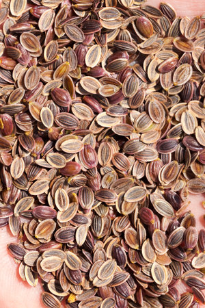 ripe brown dill seeds collected in the hand for planting and obtaining green plants, closeup