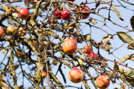 red apples on the branches of a tree in autumn, fruits partially damaged and began to deteriorateの写真素材