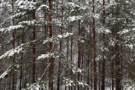 forest in which pine trees grow ,Photo of a large palynom in the winter seasonの写真素材