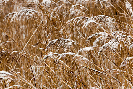 covered with dry grass in the winter of the year, Snowfall and falling snow is seen as a point and strip, Small depth of fieldの写真素材
