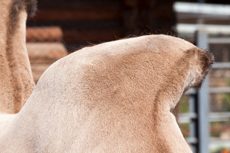 close-up of one hump of a camel living in a zoo, close-up
