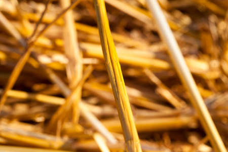 details of straw from ripe cereals closeup, close-up on an agricultural fieldの写真素材