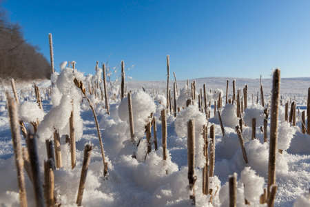 field on which the wheat harvest was harvested and on the sharp stems lie the snowballs, Crystals of ice are visible, Photo taken with blue sky in the background, On the left there is a forestの写真素材