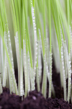 Sprouted green sprouts of wheat or other cereal in black fertile soil, closeup of the village farm, plants are covered with water dropsの写真素材