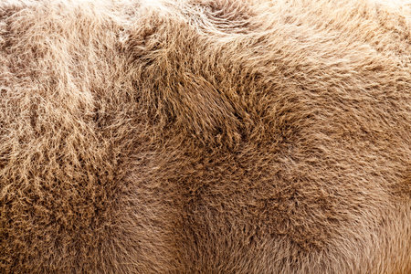 Brown bison skin during molting, close-up of an ungulate animal